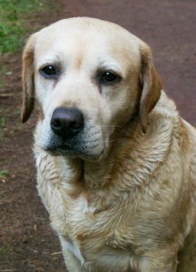 Angel von den Wasserhinkeln (*19.08.1997 †07.12.2009)