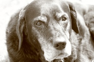 Easy vom Erlenteich (*22.04.1995 †25.01.2010)